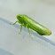 Auchenorrhyncha Bug