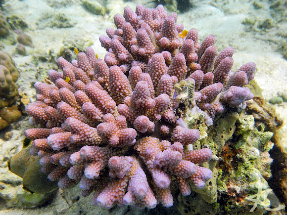 Finger Coral | Project Noah