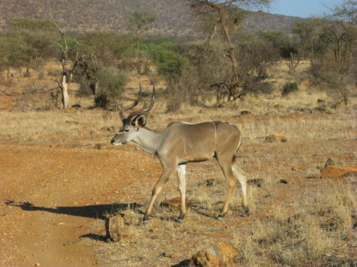 Kudu