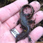 Long-Toed Salamander
