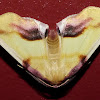 Lemon Plagodis Moth