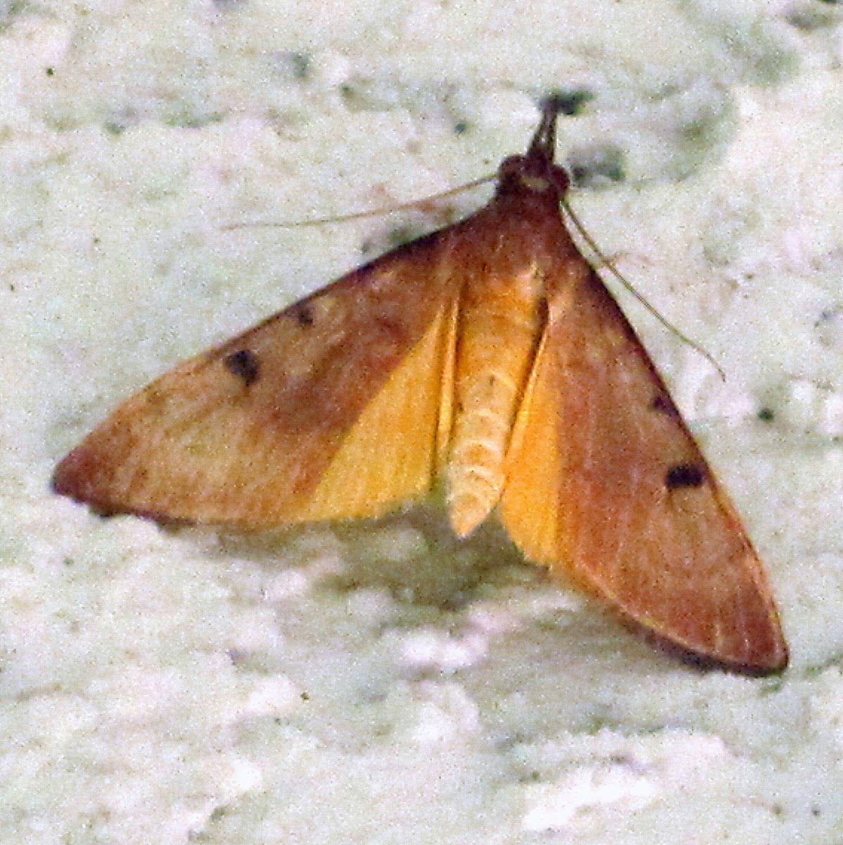 Genista Broonm Moth