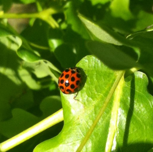 Common Spotted Ladybird