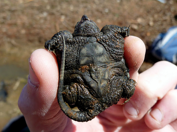 Common Snapping Turtle Hatchling | Project Noah