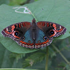 Buckeye Butterfly