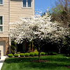 Flowering Dogwood