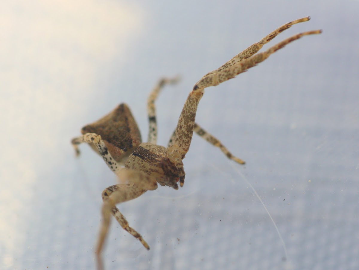 Long legged crab spider