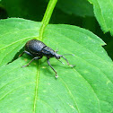 Gorgojo, Black Vine Weevil