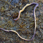 Yellow-bellied Ribbon Worm