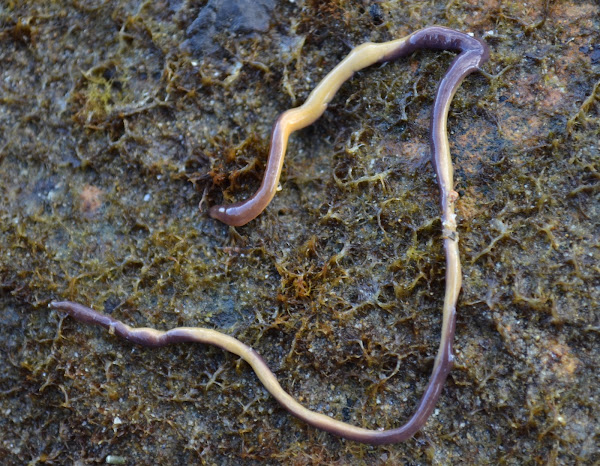 Yellow-bellied Ribbon Worm | Project Noah