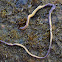 Yellow-bellied Ribbon Worm
