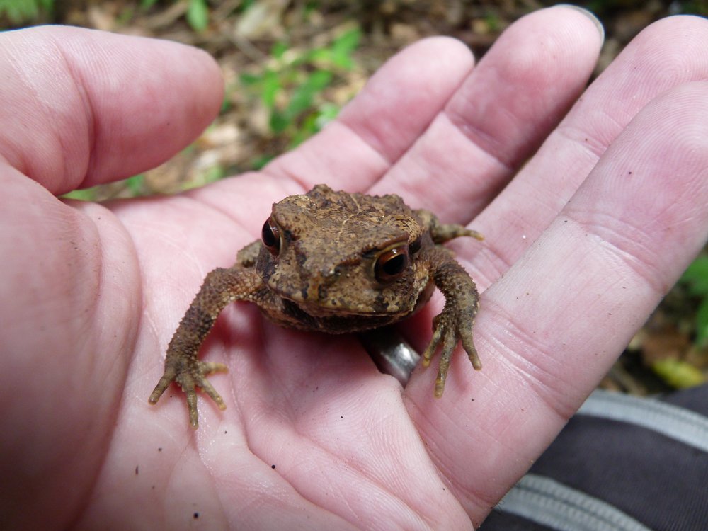 Bankoro Toad