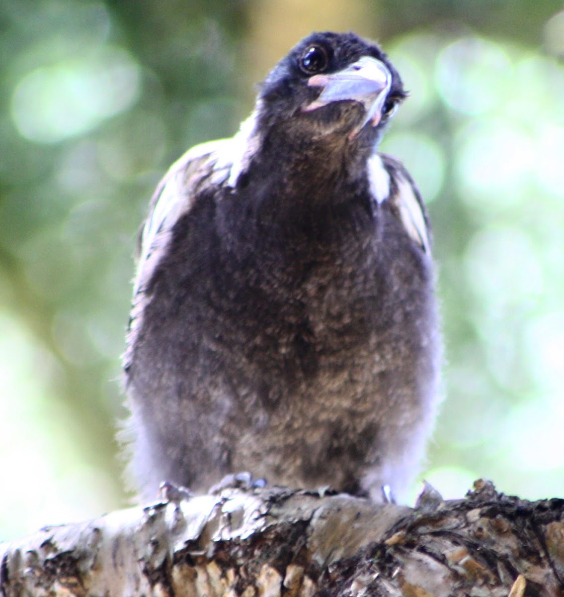 Juvenile Australian Magpie