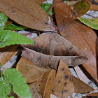 Epidromia rotundata