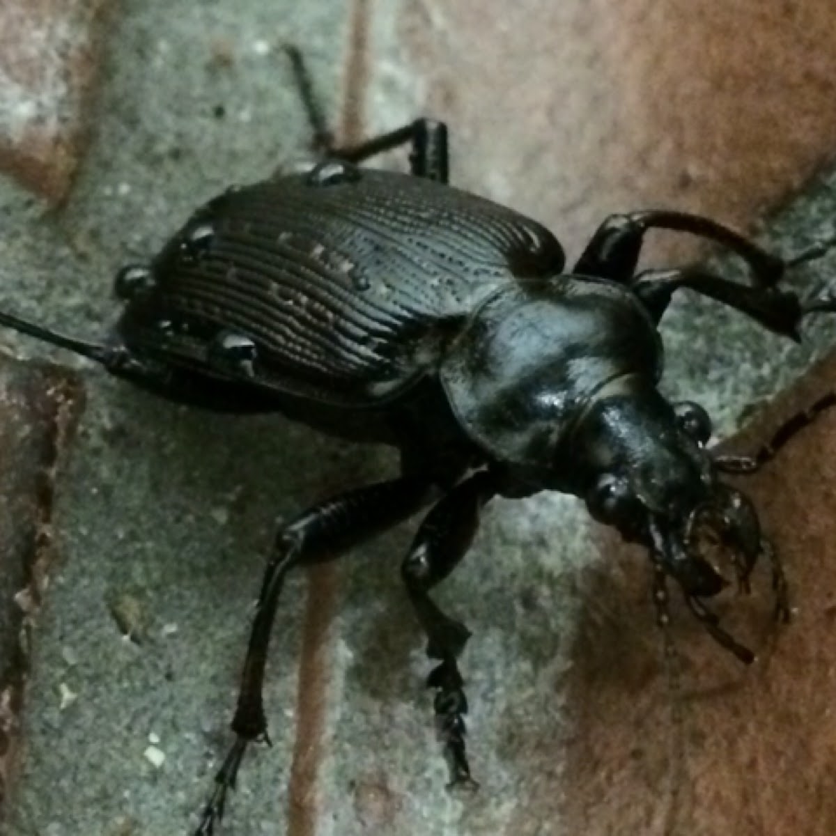 Common black ground beetle