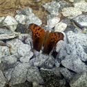 Question Mark Butterfly