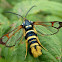 Yellow-legged Clearwing Moth / Wespen-Glasflügler