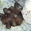 Club finger coral