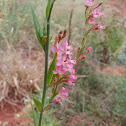 Large Flowered Gaura