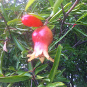 Dwarf pomegranate bush