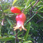 Dwarf pomegranate bush