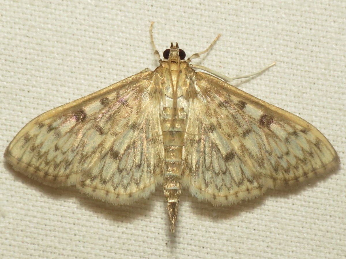 Bold-feathered Grass Moth
