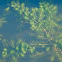 Coontail or Hornwort