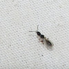 Diapriid wasp