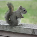 Red Squirrel on Railing