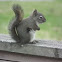 Red Squirrel on Railing