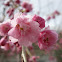 Weeping Cherry Tree