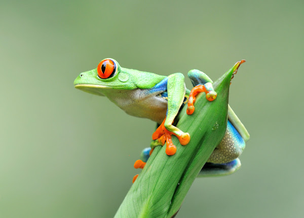 Red-eyed tree frog | Project Noah