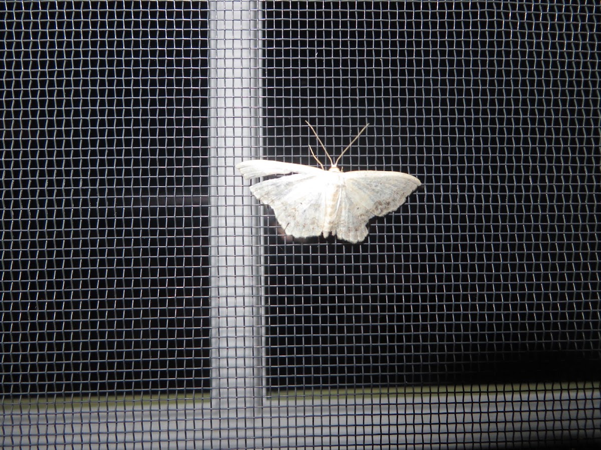Inchworm Moth