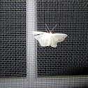 Inchworm Moth