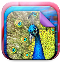 Pet Animals Live Wallpaper icon