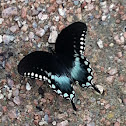 Spicebush swallowtail