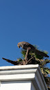 Papagei at Loro Parque