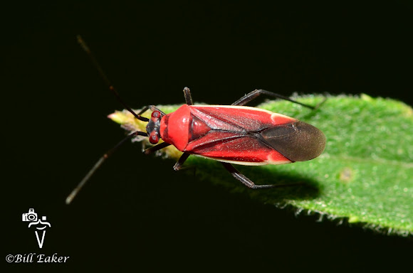 Red Plant Bug | Project Noah