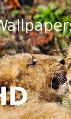ライオンズと壁紙 Androidアプリ Applion