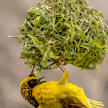 Masked weaver by Flippie Frost -  