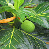 Breadfruit Tree