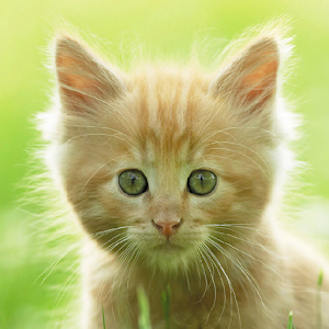Noms de chats.apk 1.0