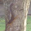 Variegated Squirrel atoides