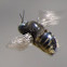 Carpenter Bee