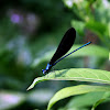 Ebony Jewelwing