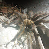 Missouri tarantula