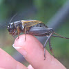 Fall Field Cricket, female