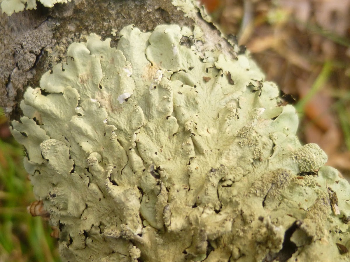 Greenshield Lichen