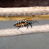 Harlequin Bug