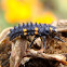 Larva mariquita 7 puntos. Larva seven-spot ladybird